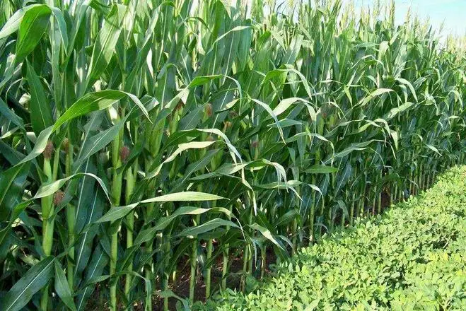 种植玉米选择复合肥或混肥